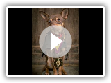 Benjamin - Russo Toy Terrier - 4 Semanas Dog Training Residencial